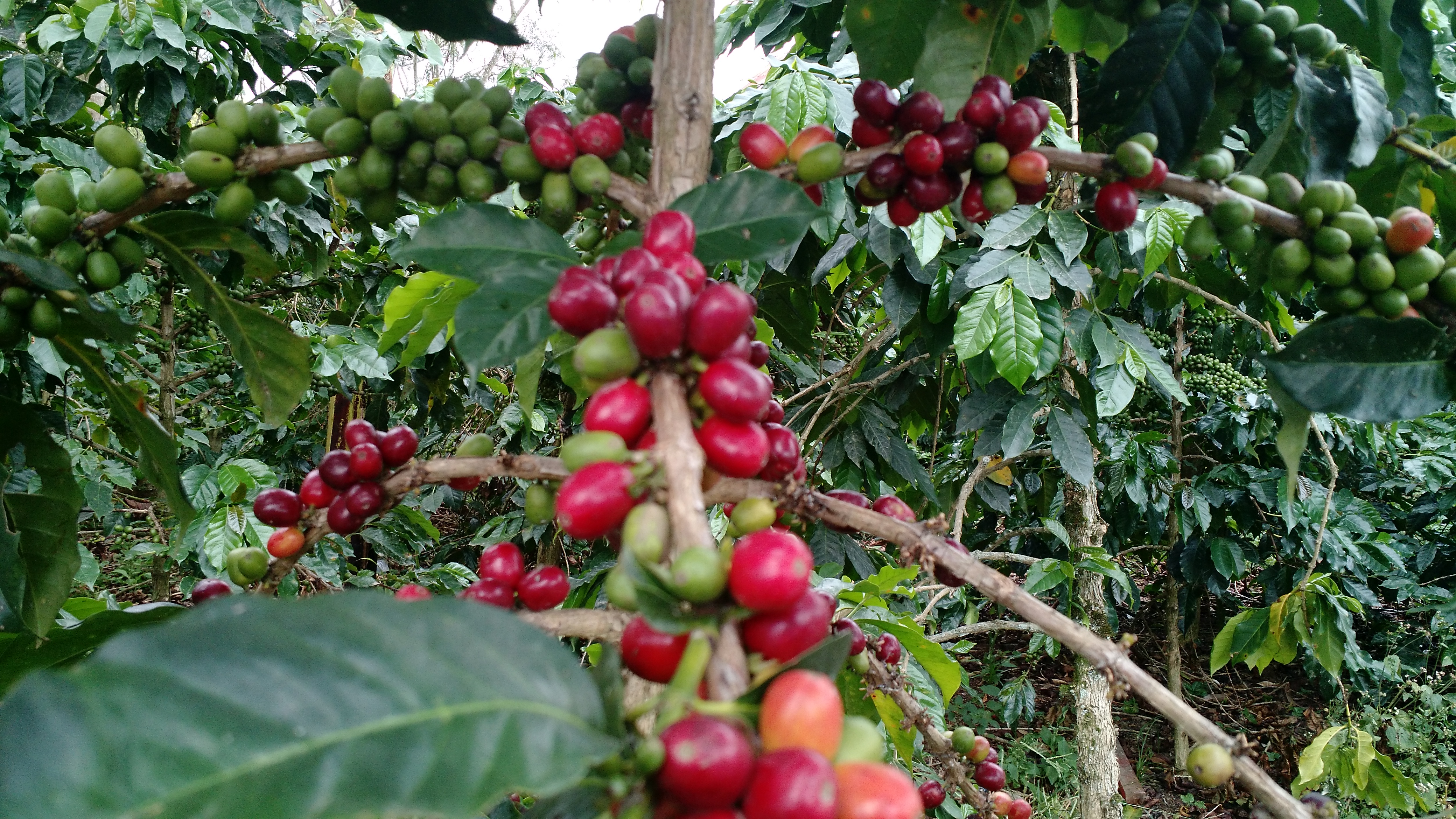 Melirik Kebun Kopi Aceh Aceh Coffee Garden Indonesia 